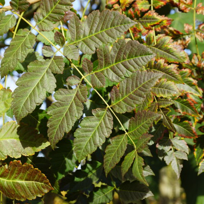 Koelreuteria paniculata (2)-1